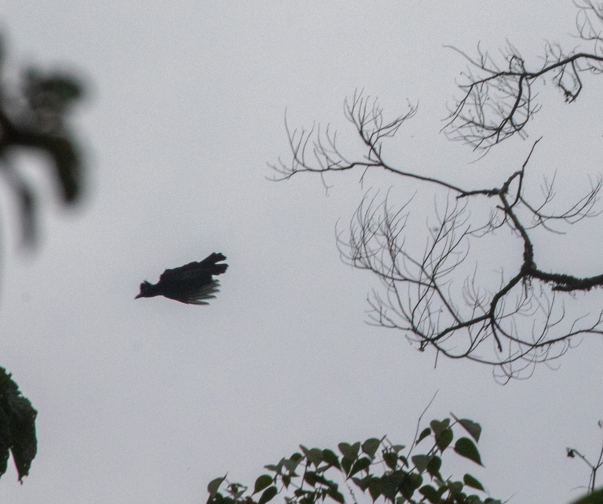 Amazonian Umbrellabird - ML625944345