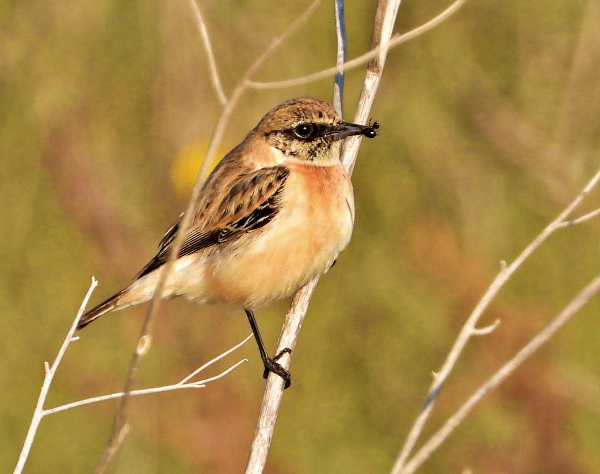 Siberian Stonechat - ML625944352