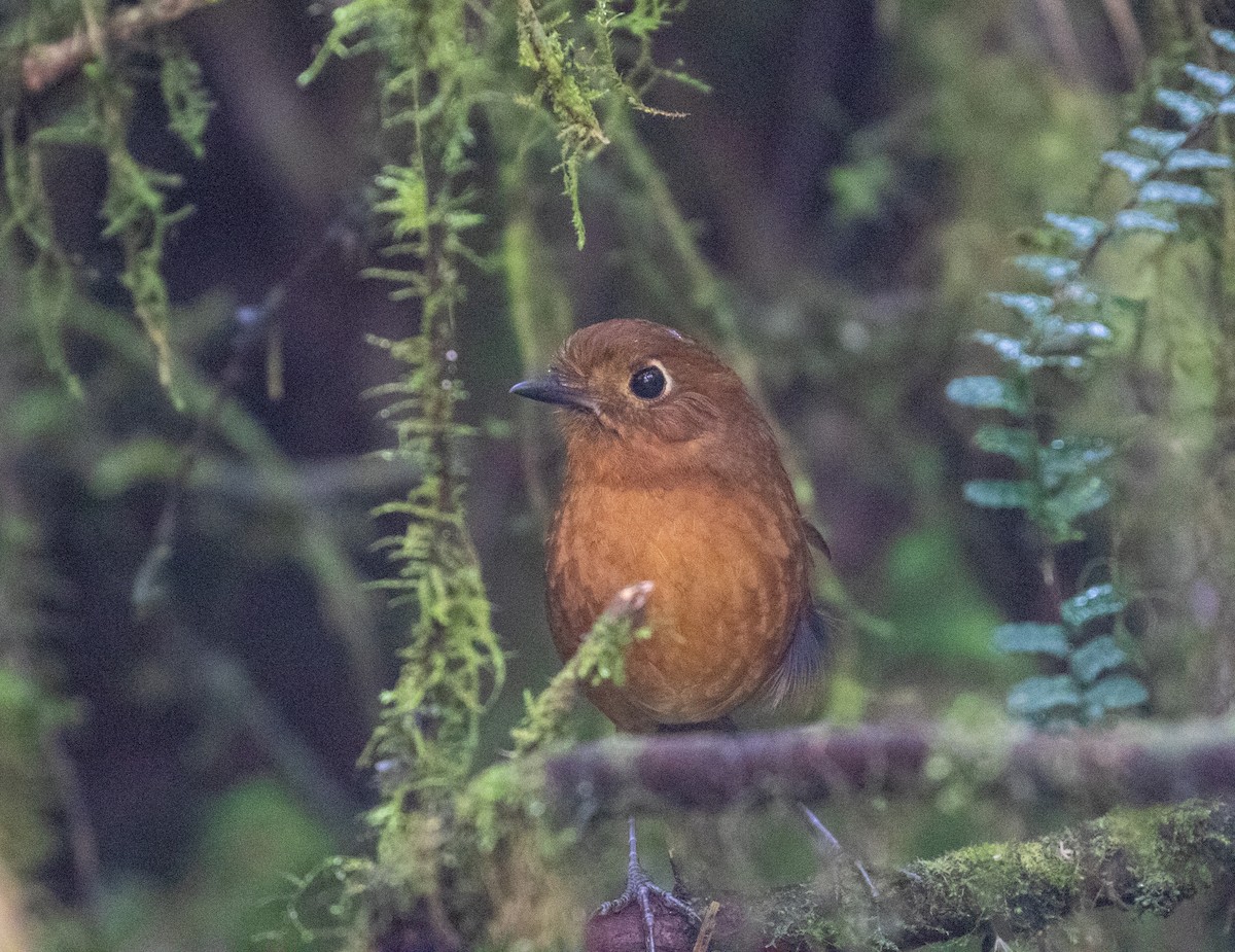 Junin Antpitta - ML625944356
