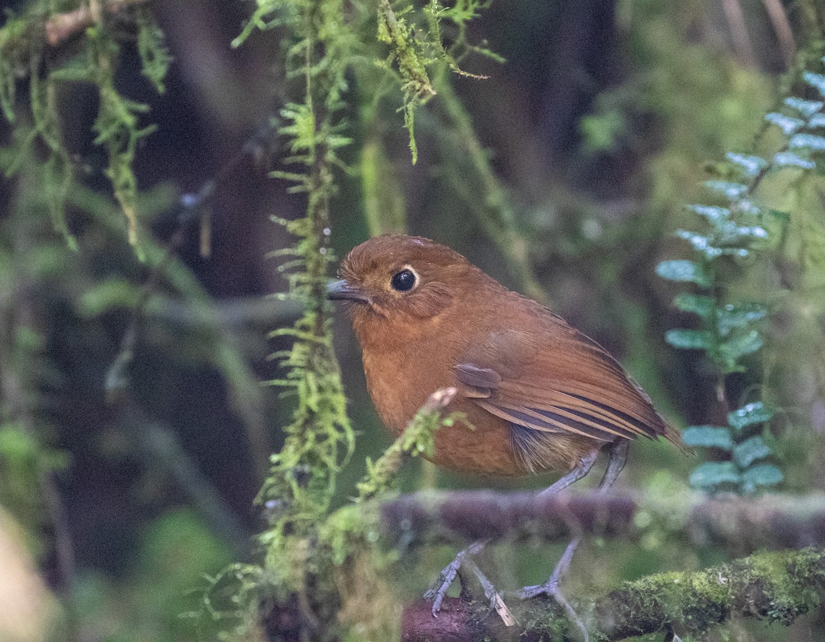 Junin Antpitta - ML625944357