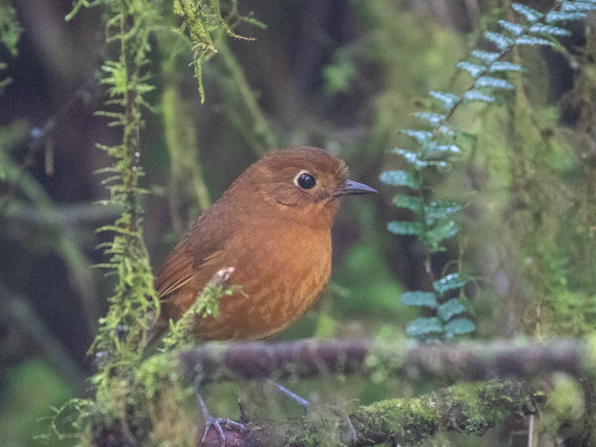 Junin Antpitta - ML625944358