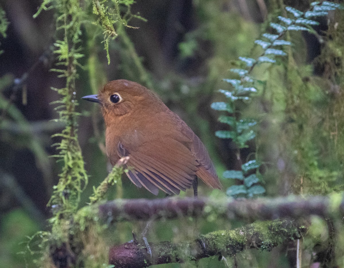 Junin Antpitta - ML625944359