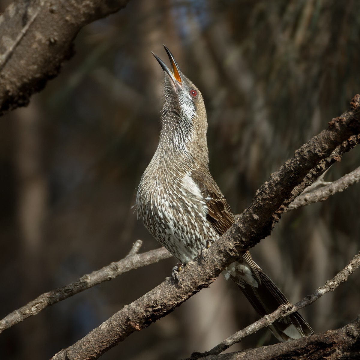 Western Wattlebird - ML625944378