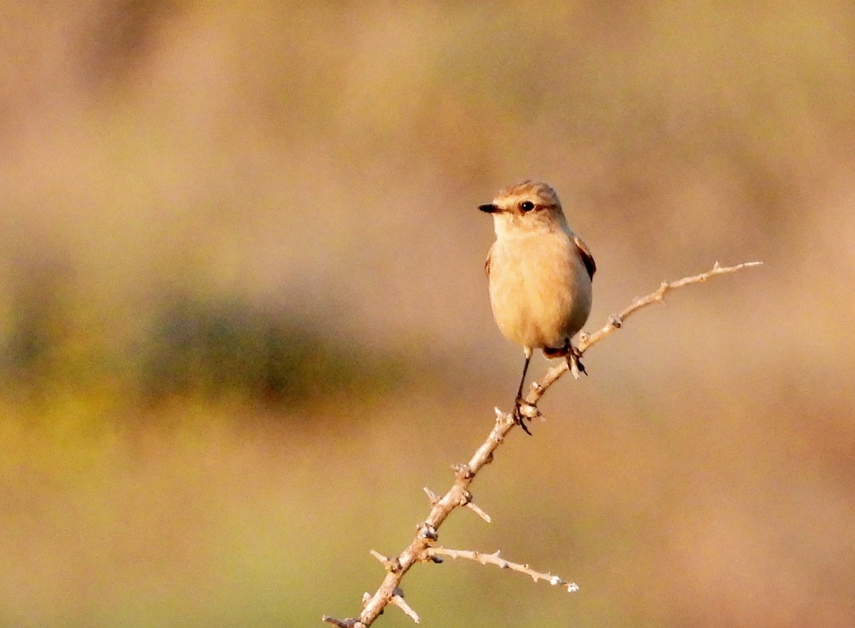 Siberian Stonechat - ML625944385