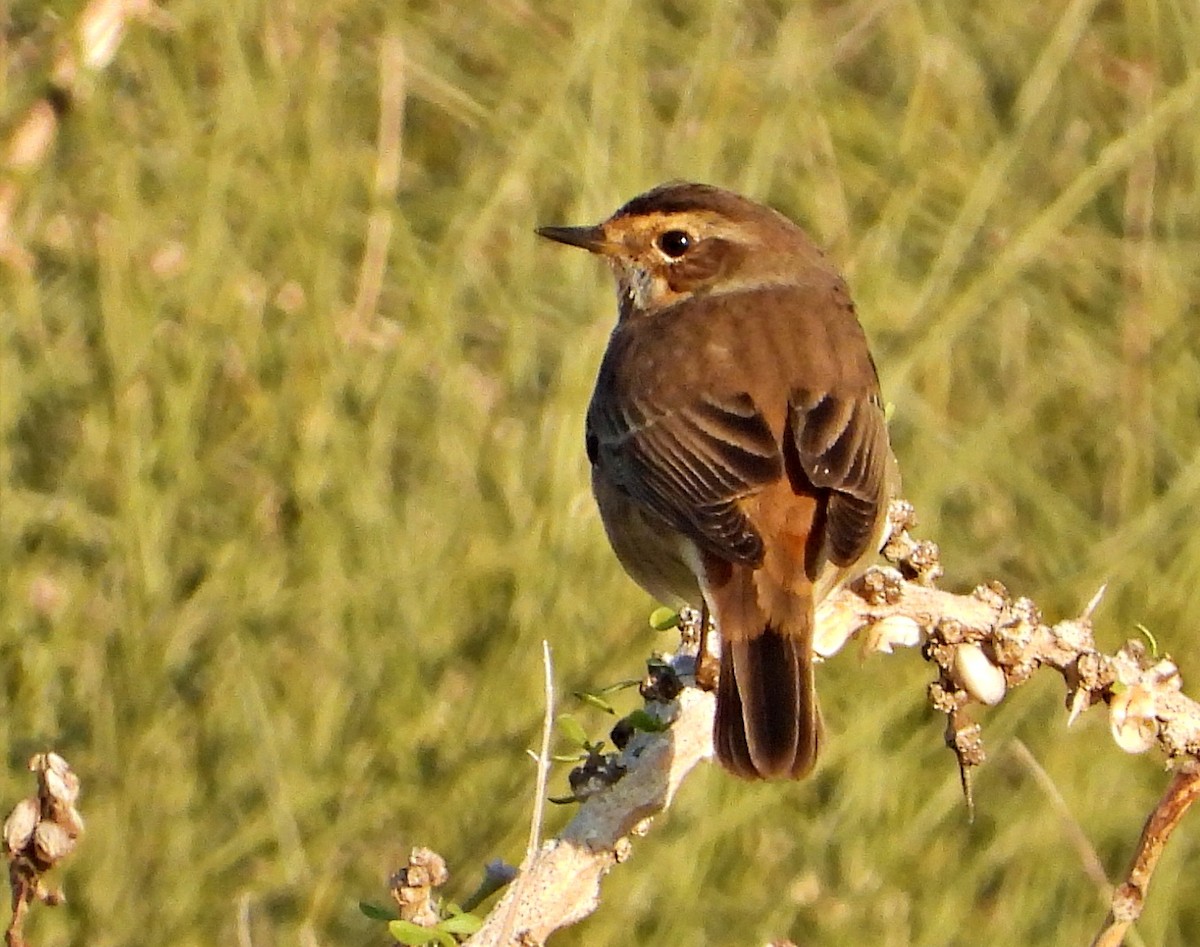 Bluethroat - ML625944509