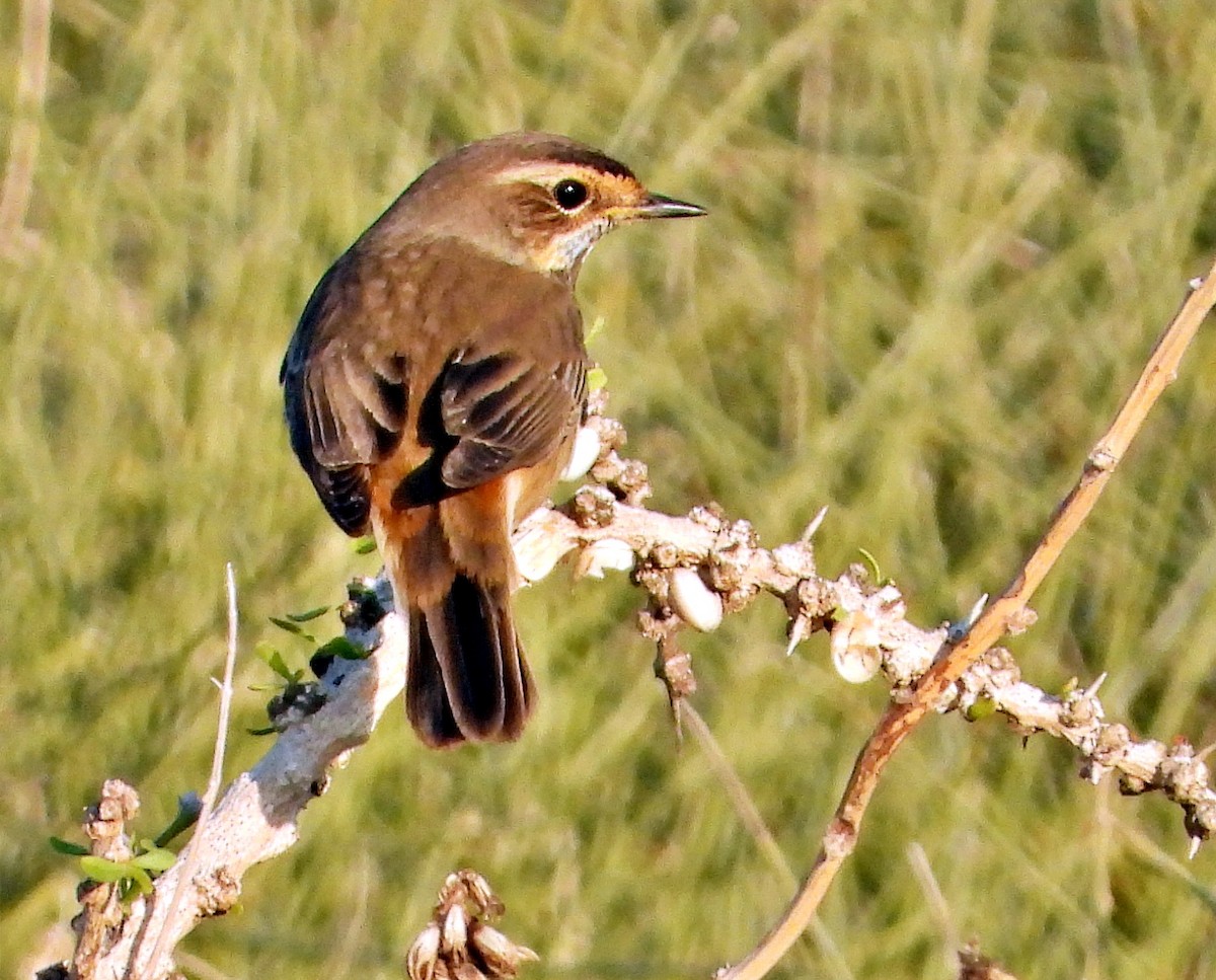 Bluethroat - ML625944512