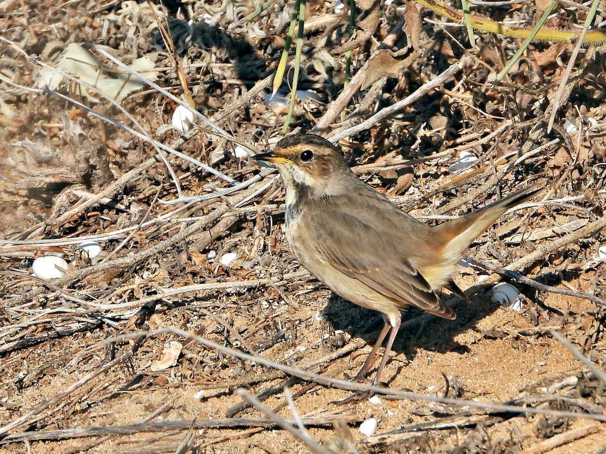 Bluethroat - ML625944515