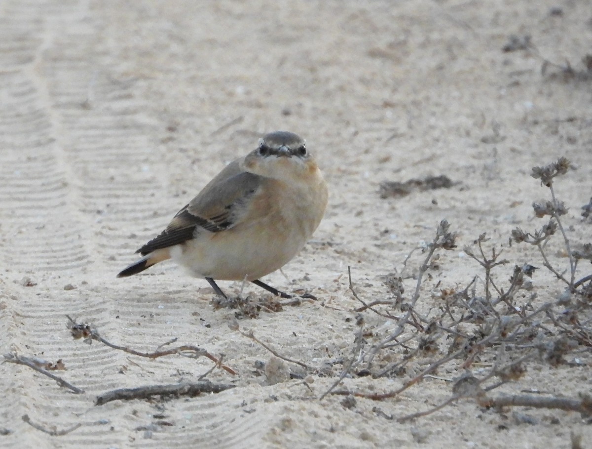 Northern Wheatear - ML625944522