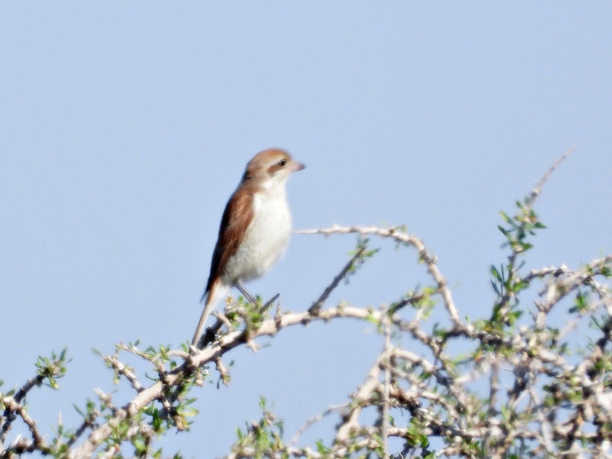 Red-backed Shrike - ML625944524