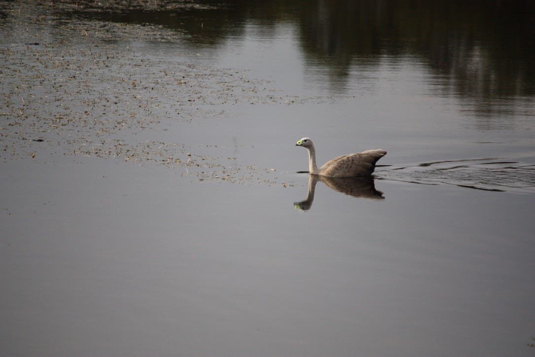 Cape Barren Goose - ML625944614