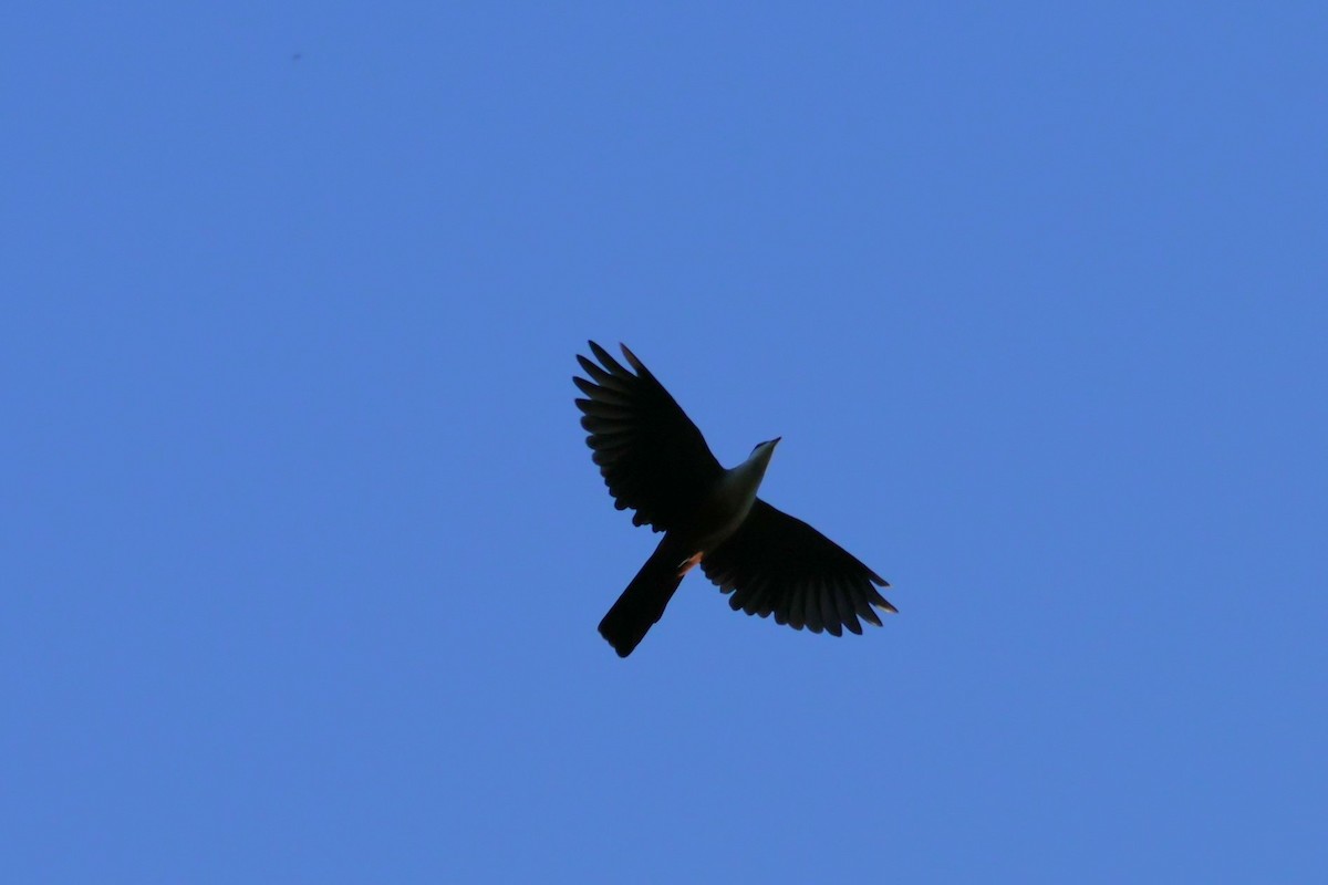 Buru Mountain-Pigeon - ML625944620