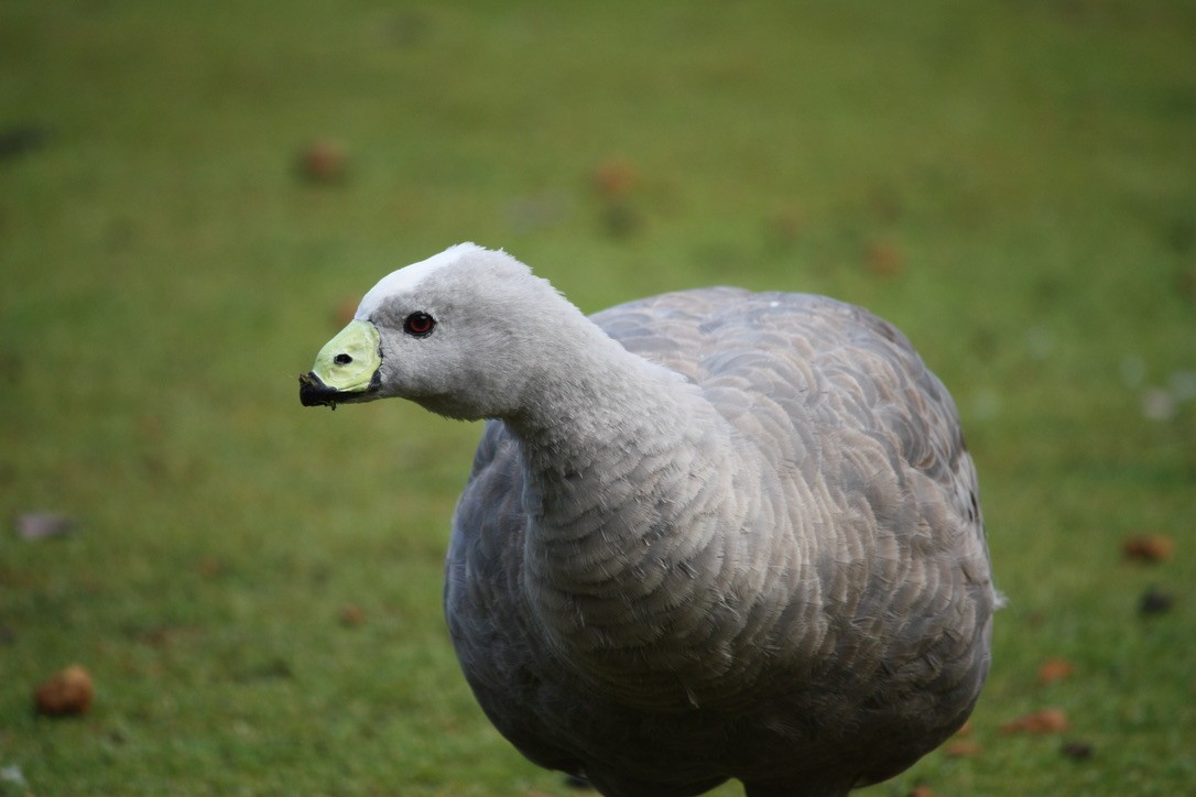 Cape Barren Goose - ML625944646