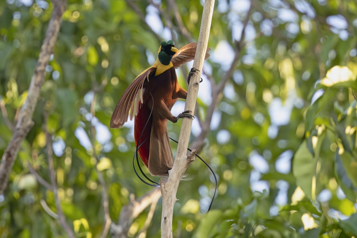 Red Bird-of-Paradise - ML625944879