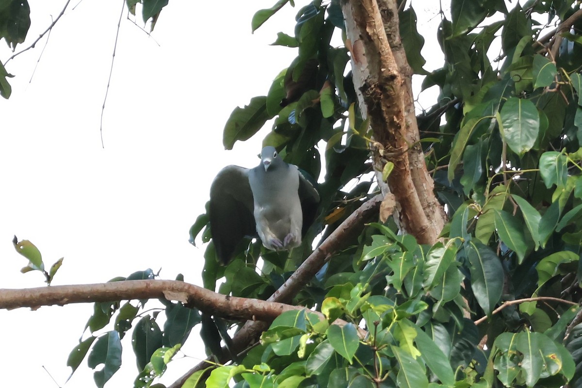 Spectacled Imperial-Pigeon - ML625945099