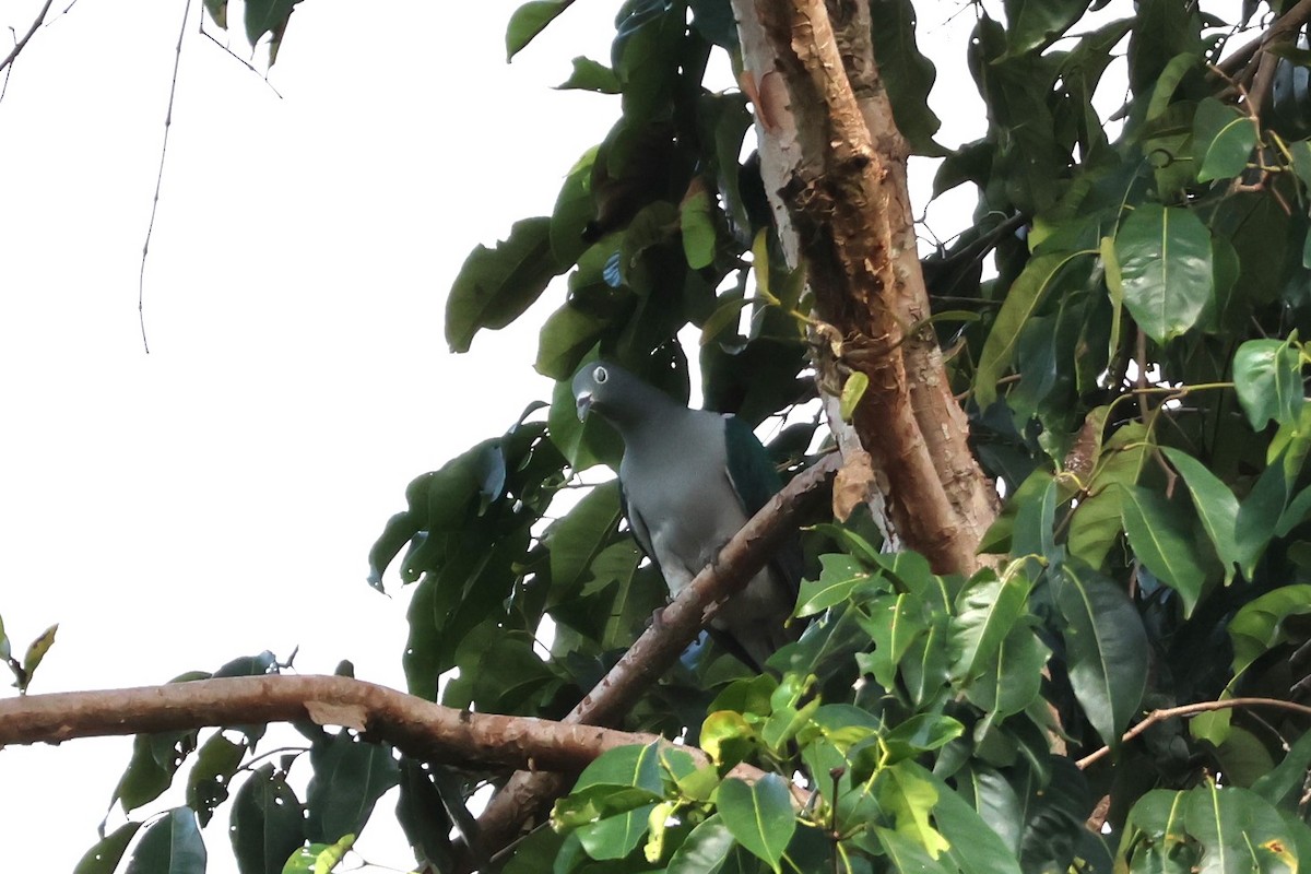 Spectacled Imperial-Pigeon - ML625945100