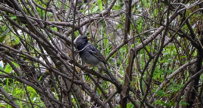 Mourning Sierra Finch - ML625945114