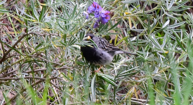 Mourning Sierra Finch - ML625945115