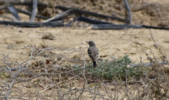 Short-tailed Field Tyrant - ML625945327