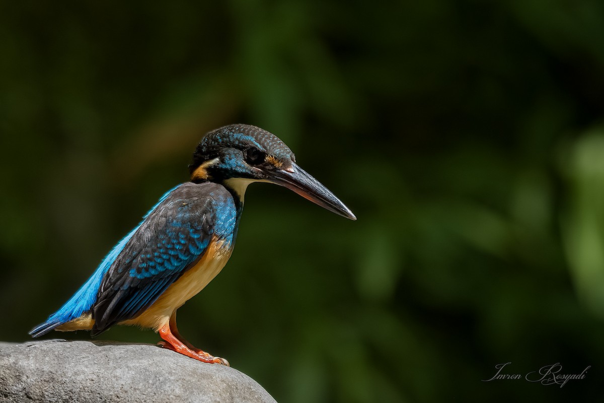 Javan Blue-banded Kingfisher - ML625945412