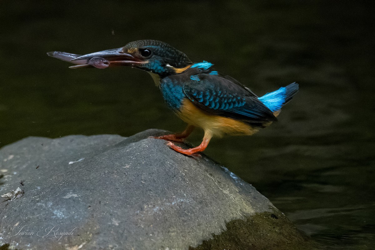 Javan Blue-banded Kingfisher - ML625945413