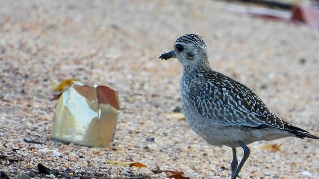 Pacific Golden-Plover - ML625945417