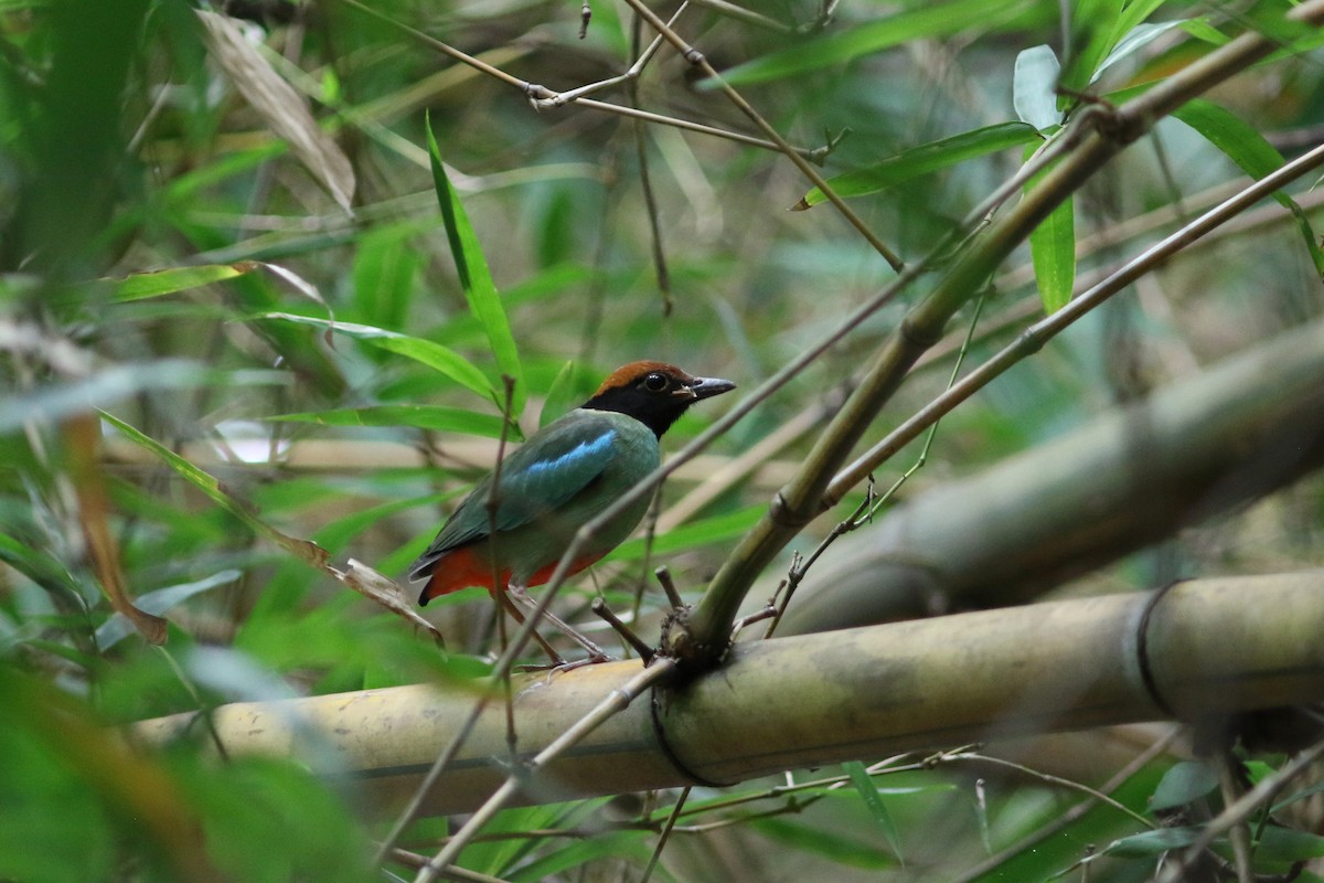 Western Hooded Pitta (Chestnut-crowned) - ML625945697