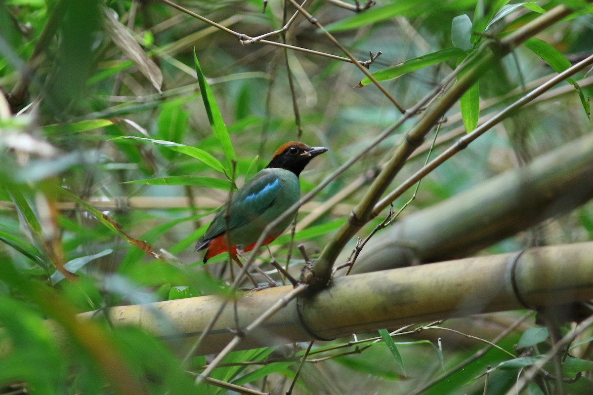 Western Hooded Pitta (Chestnut-crowned) - ML625945698