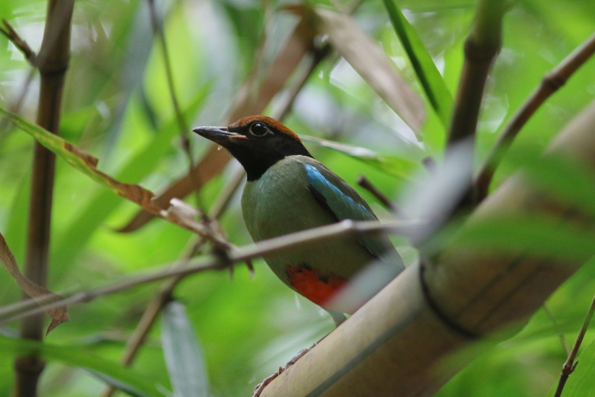 Western Hooded Pitta (Chestnut-crowned) - ML625945700