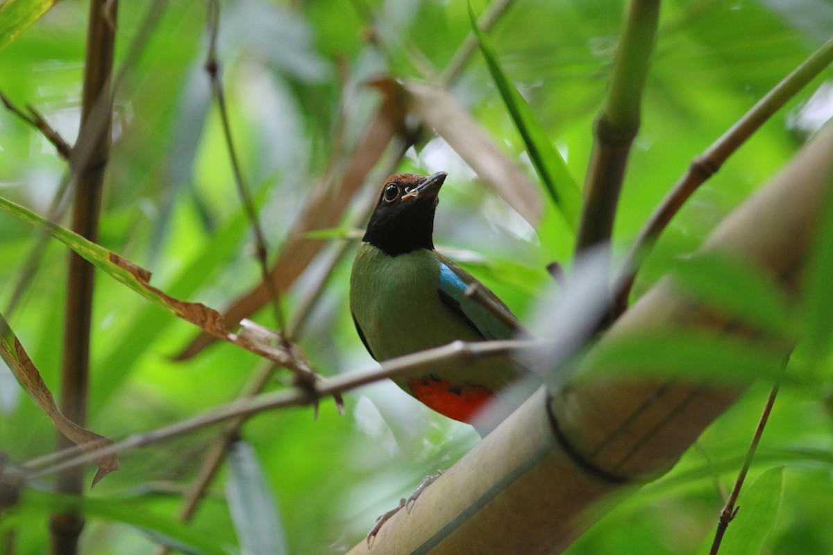 Western Hooded Pitta (Chestnut-crowned) - ML625945701