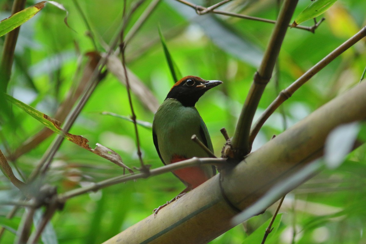 Western Hooded Pitta (Chestnut-crowned) - ML625945702