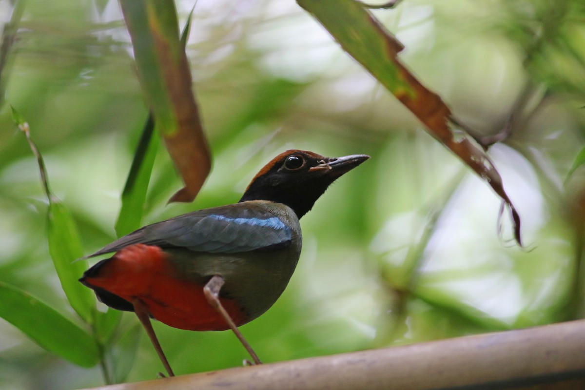 Western Hooded Pitta (Chestnut-crowned) - ML625945703