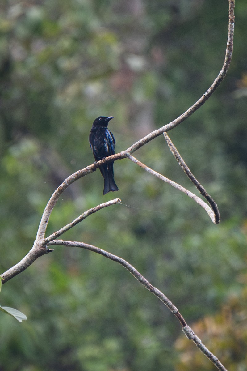 Drongo de Tweeddale - ML625945844