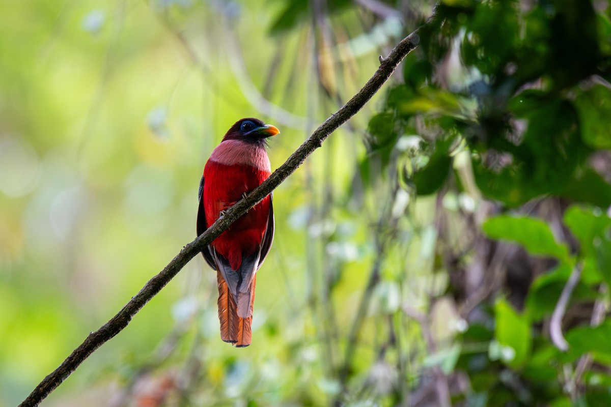 Trogon des Philippines - ML625945865