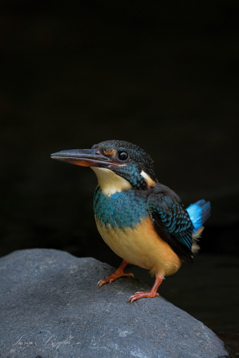 Javan Blue-banded Kingfisher - ML625946077