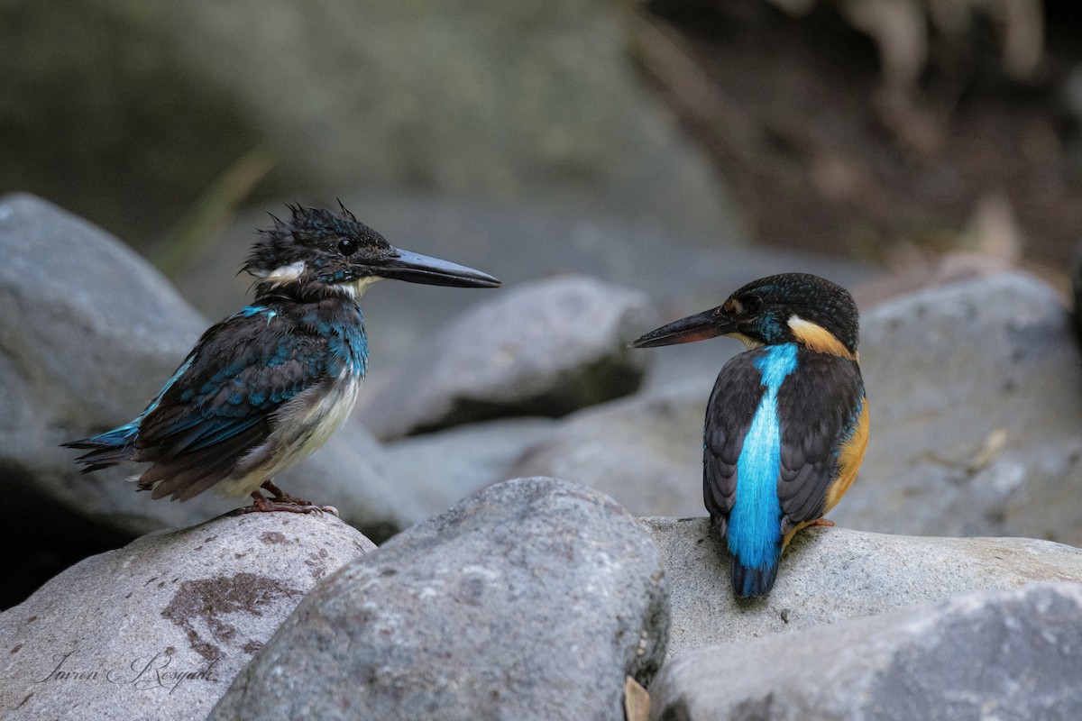 Javan Blue-banded Kingfisher - ML625946078