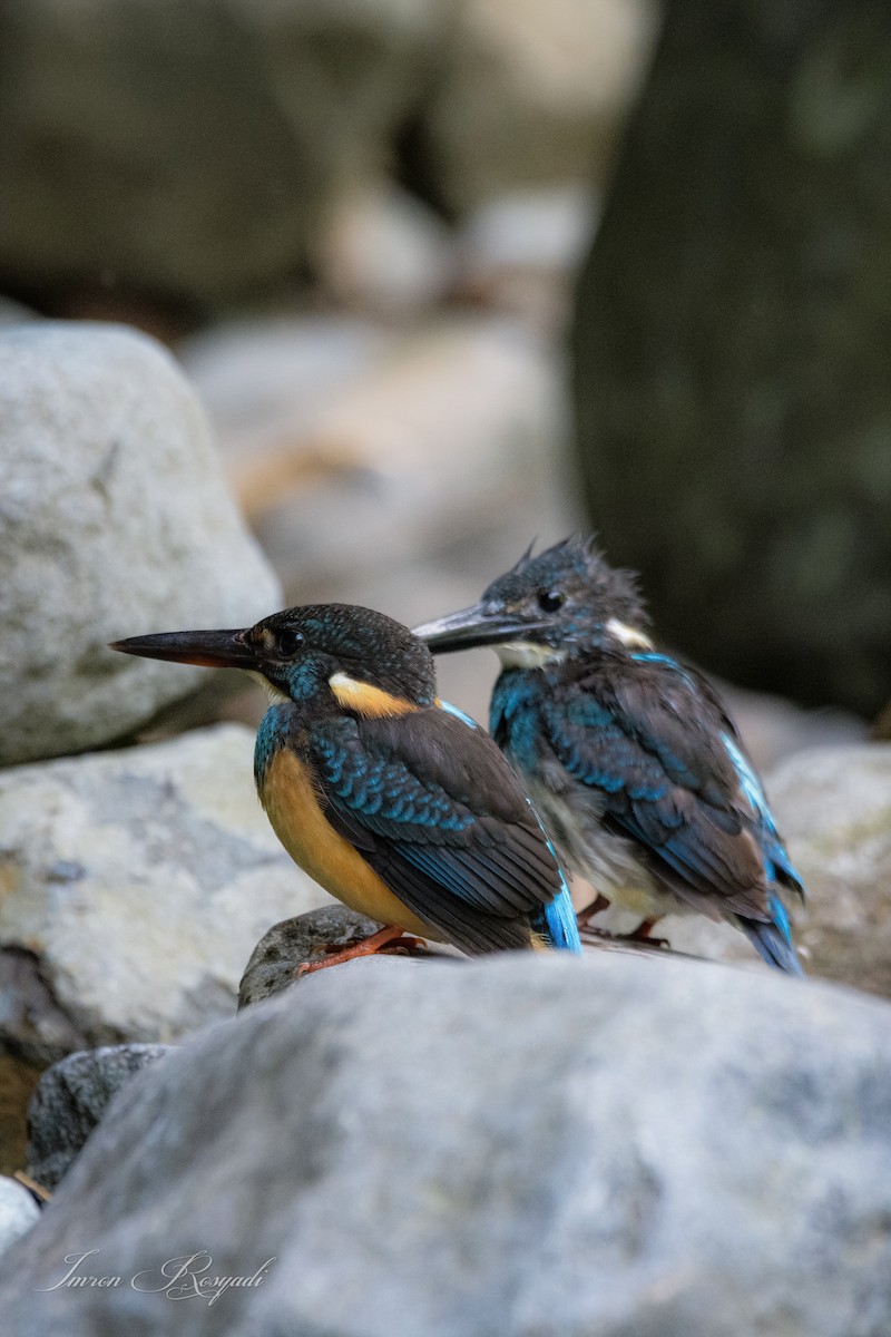 Javan Blue-banded Kingfisher - ML625946079