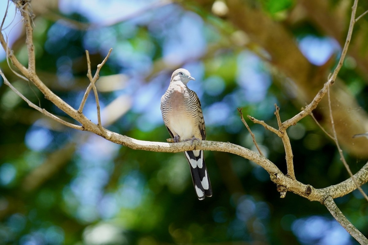 Zebra Dove - ML625946235