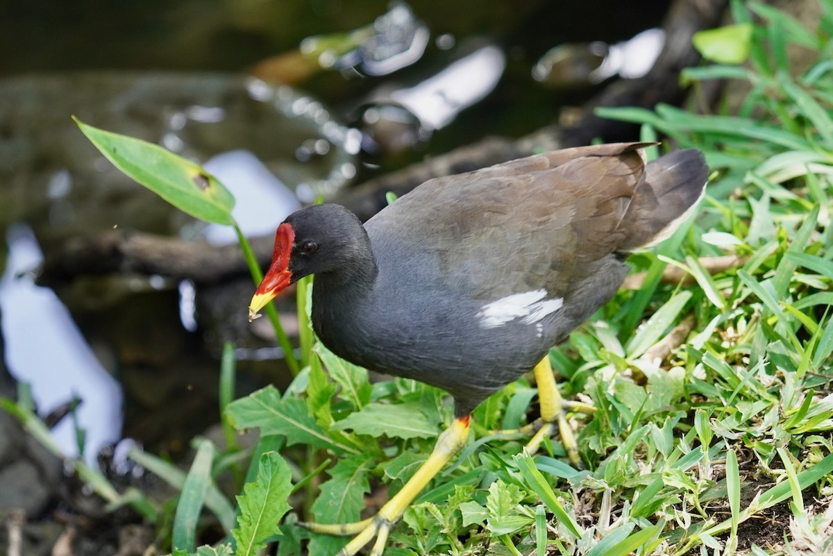 Gallinella d'acqua - ML625946238