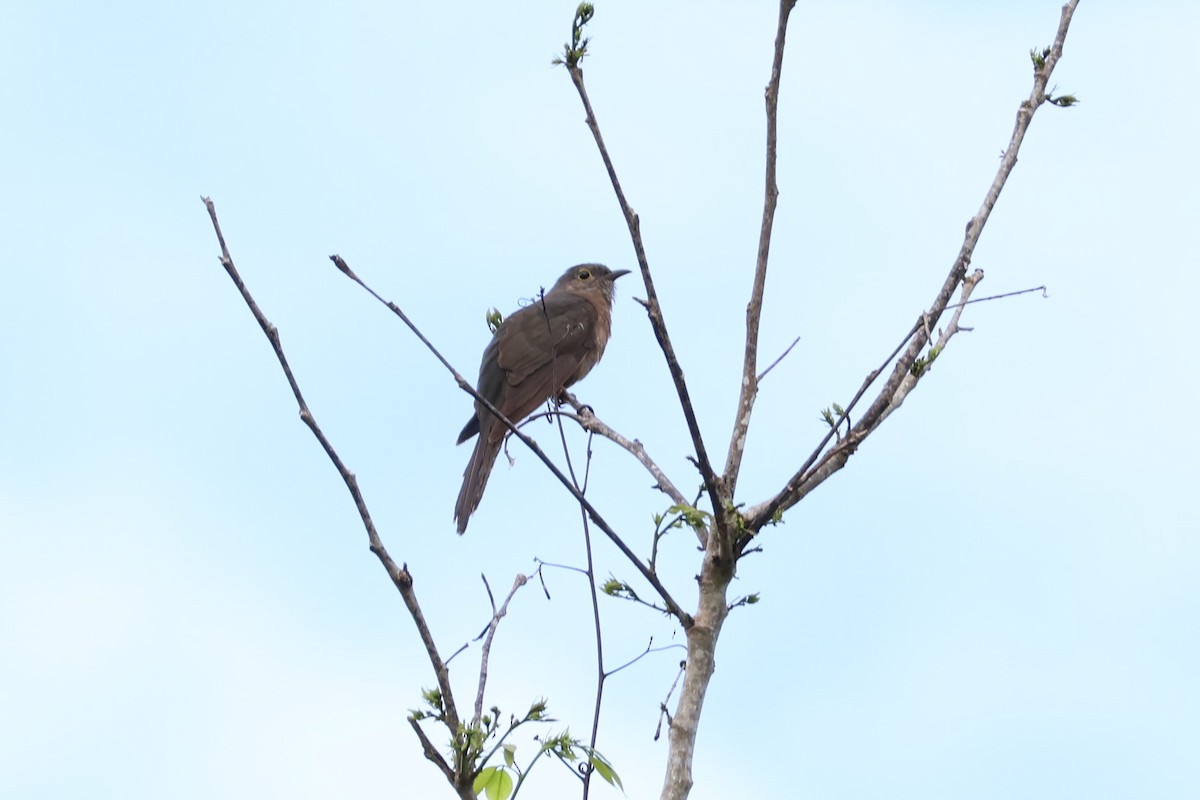 Moluccan Brush Cuckoo - ML625946362