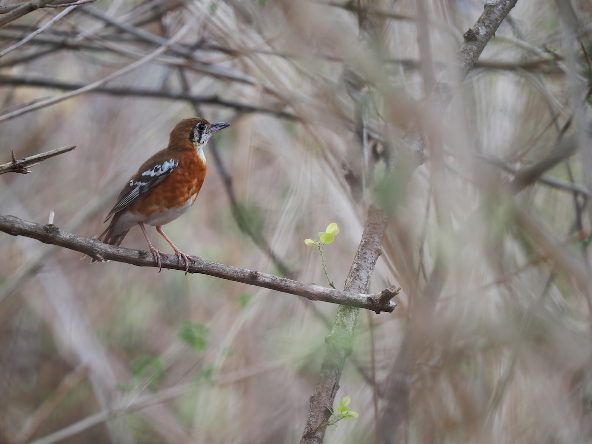 Orange-banded Thrush - ML625946390