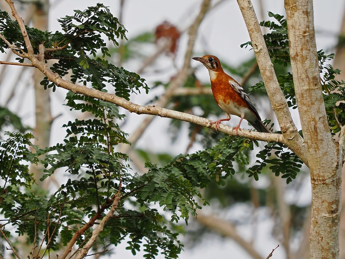 Orange-banded Thrush - ML625946424