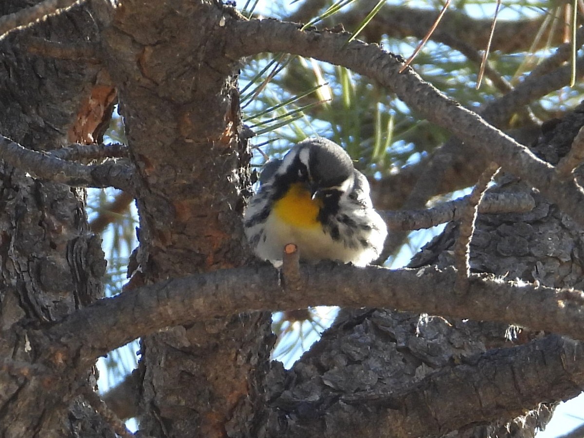 Yellow-throated Warbler - ML625946443