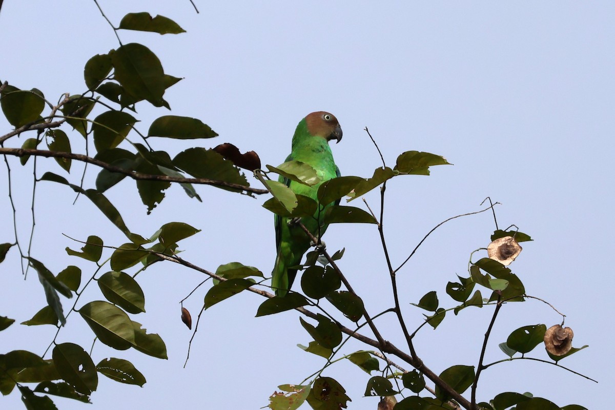 Red-cheeked Parrot - ML625946454