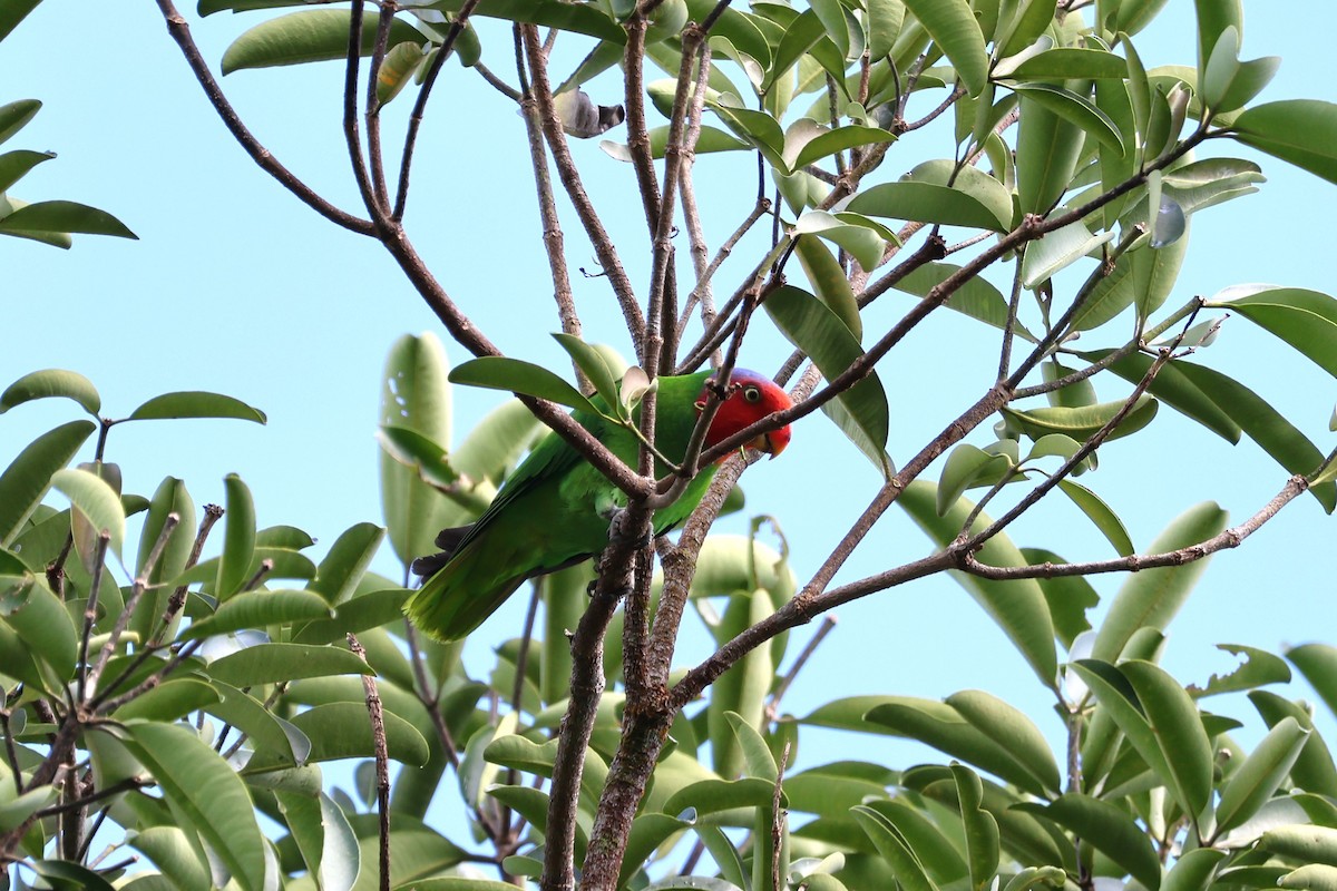 Red-cheeked Parrot - ML625946455