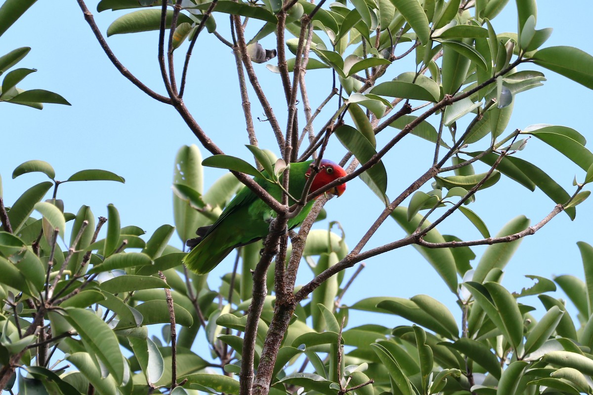 Red-cheeked Parrot - ML625946456