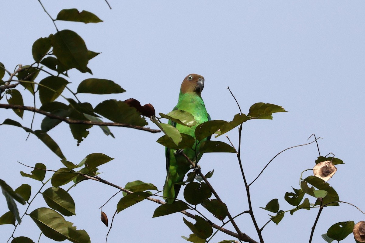 Red-cheeked Parrot - ML625946457