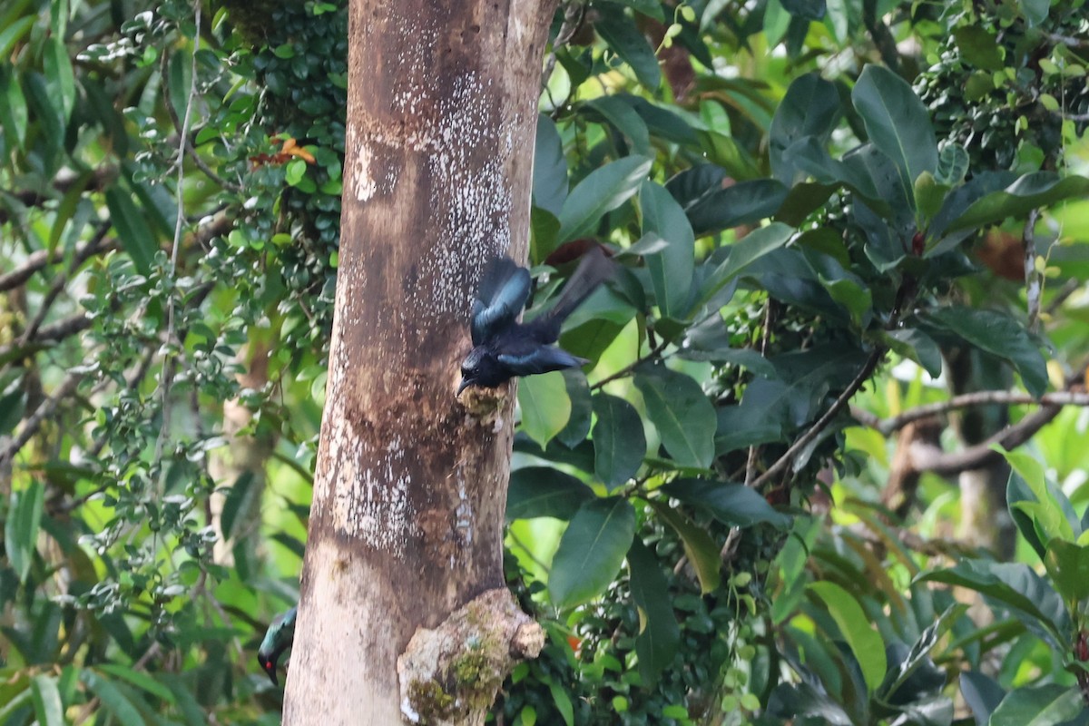 Spangled Drongo (Seram) - ML625946460