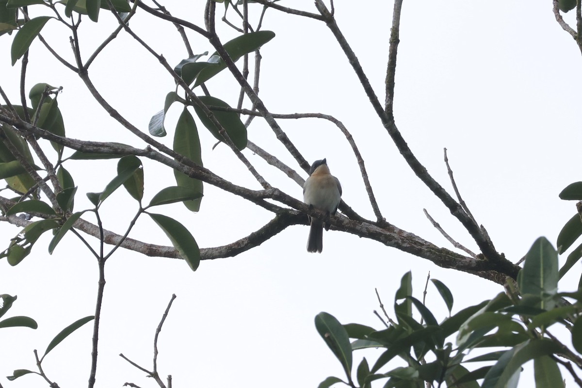 Moluccan Flycatcher - ML625946465