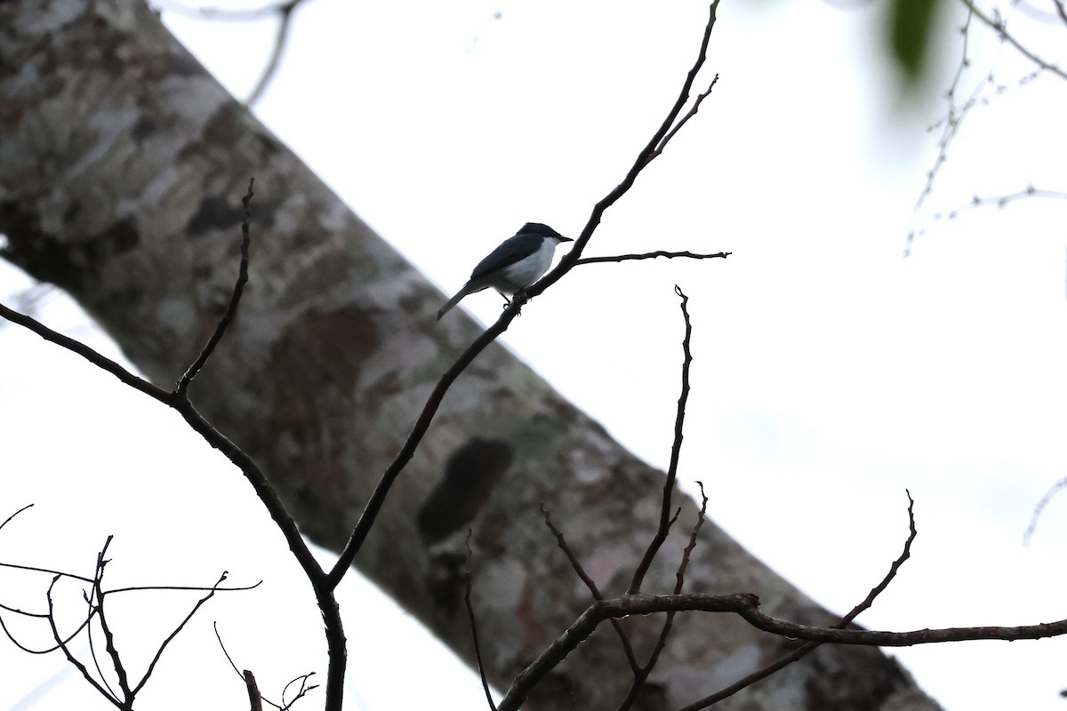 Moluccan Flycatcher - ML625946466