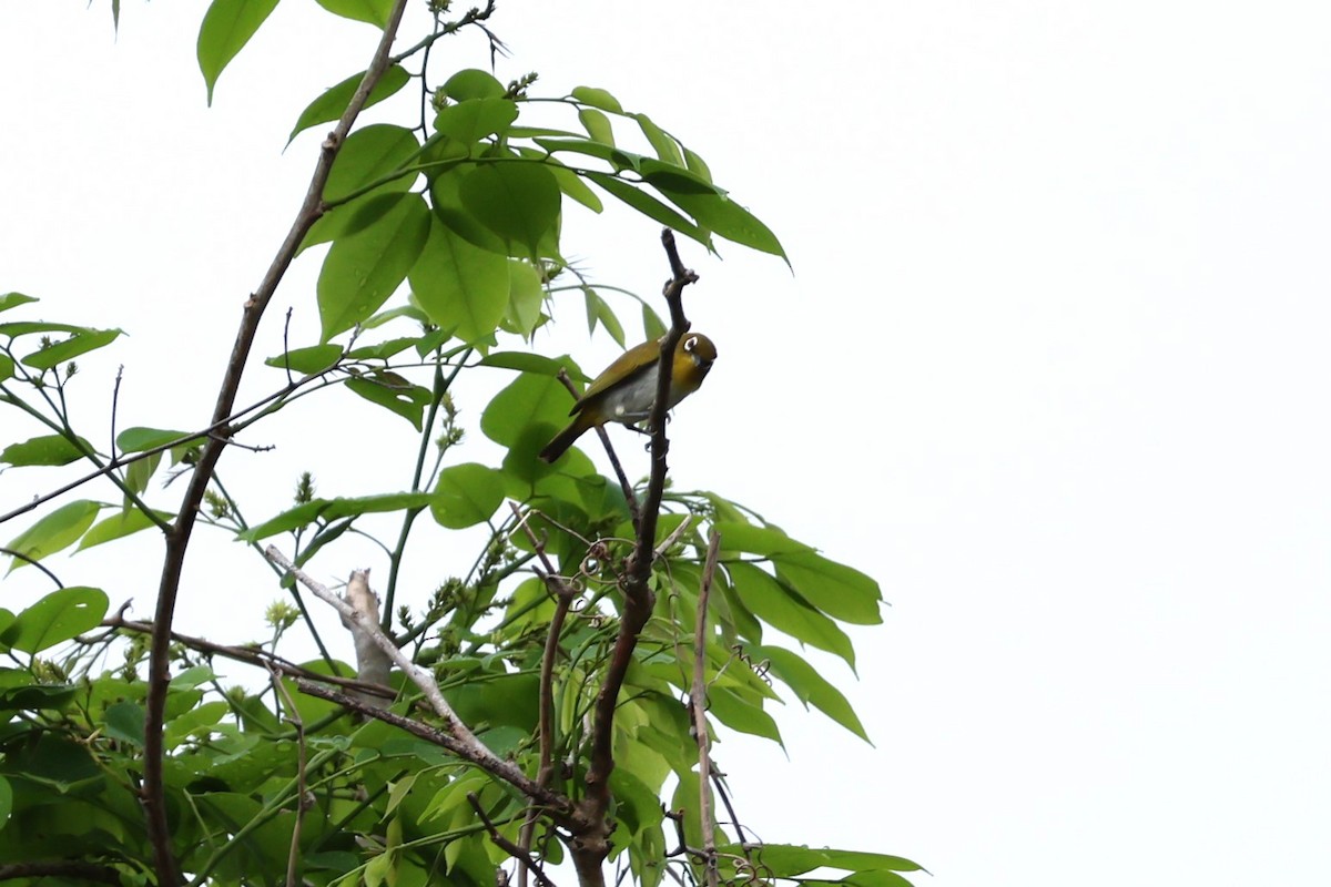 Ambon White-eye - ML625946470